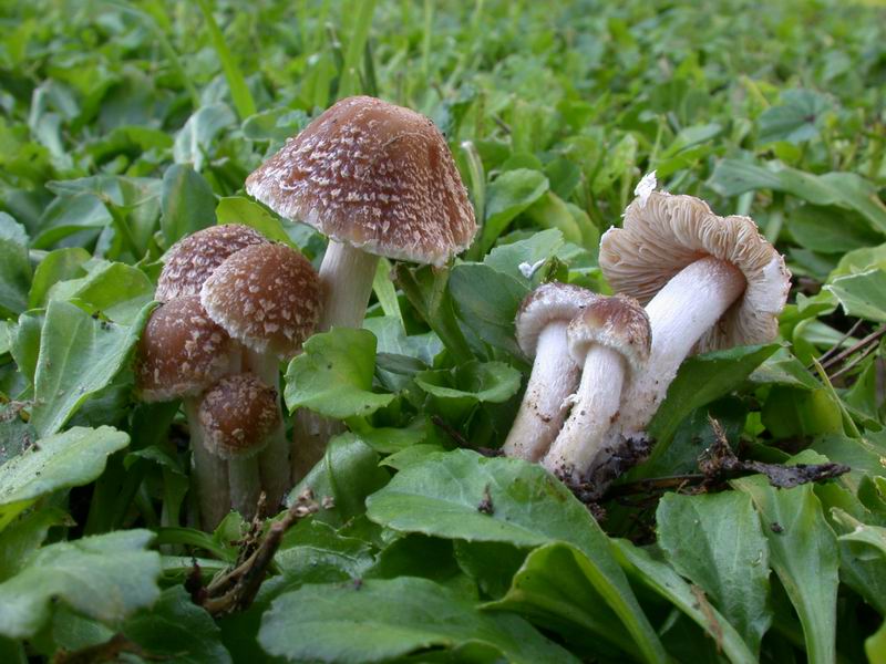 Psathyrella.....